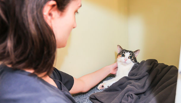 Cat on the ward